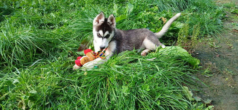 Siberian husky puppies