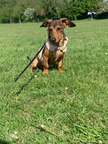 Miniature dachshund