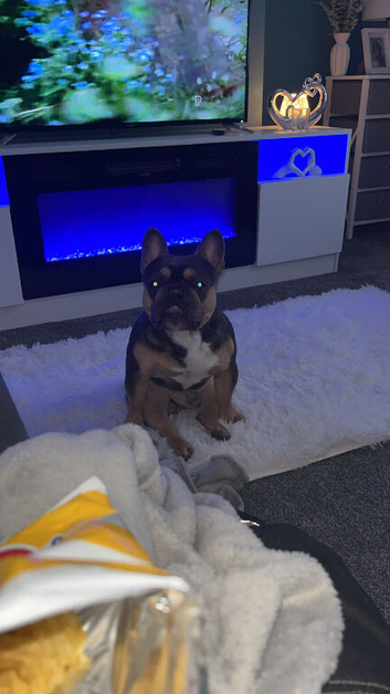 Male frenchie