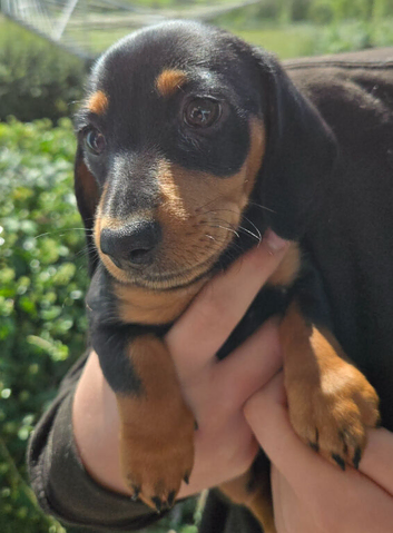 ONLY 1 LEFT miniature dachshunds for sale