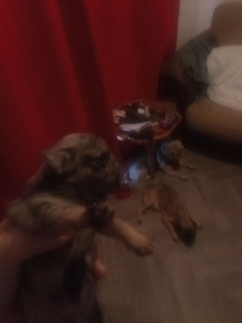 Pug puppies for sale