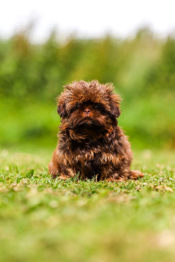 Tiny imperial Shih Tzu puppies
