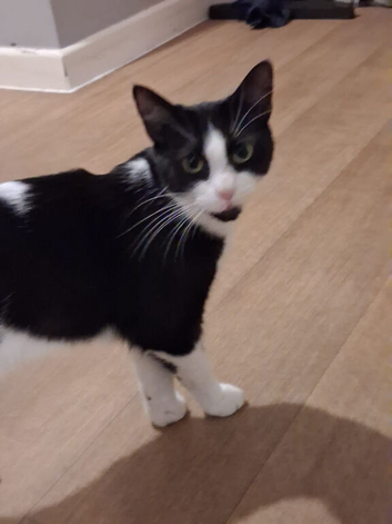 Luna is looking to be rehommed