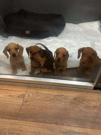 Miniature dachshund puppies