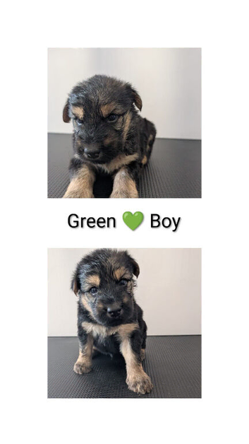 Stunning German shepherd cross puppies