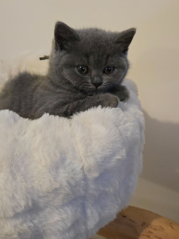Pedigree Gccf registered kittens