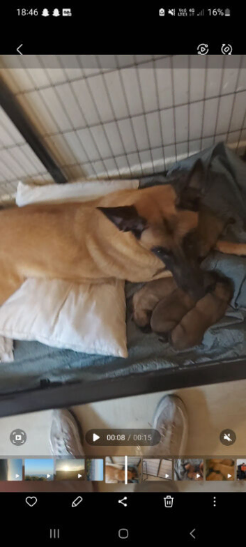 Belgium malinois puppies