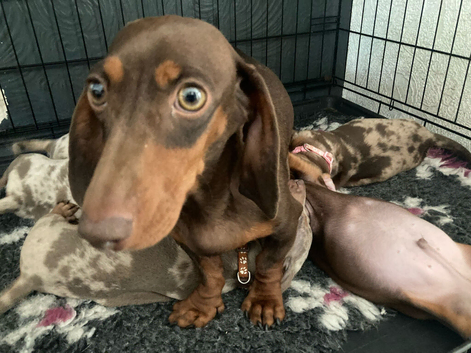 Minature dachshunds