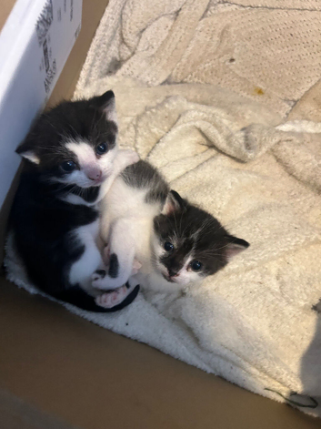 Black and white kittens