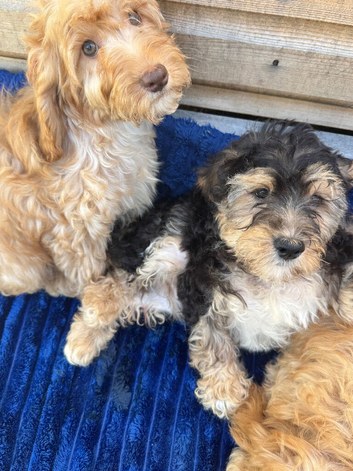 Puppies ready to go