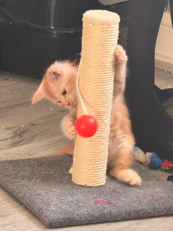 Male mainecoon kittens