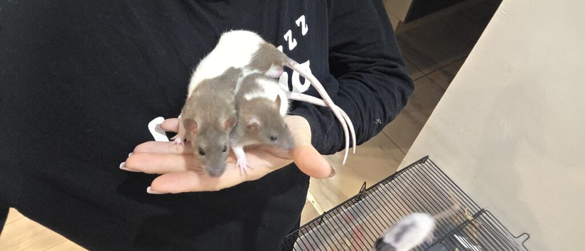 Baby rats for sale