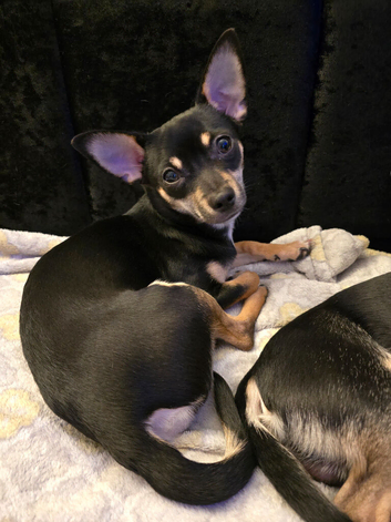For Sale &ndash; Female Chihuahua, 2 Years Old