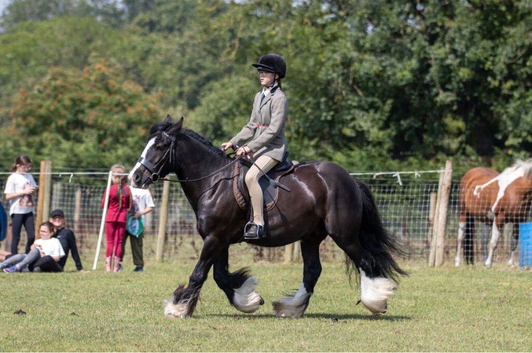 Fabulous confidence giving cob gelding 14hh