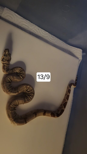 Baby boa constrictor