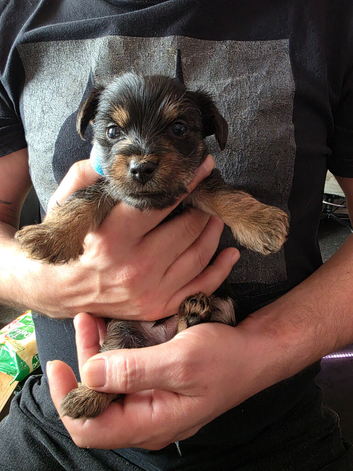 3 Beautiful Male Yorkshire Terrier Puppies looking for their forever home