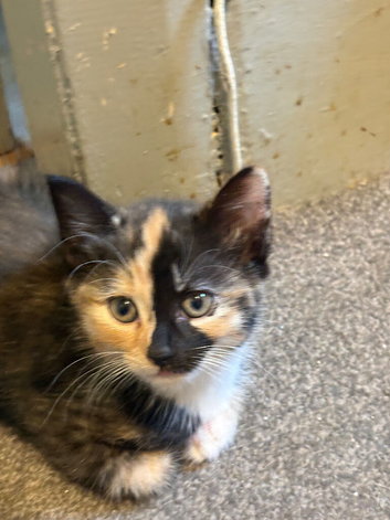 3 gorgeous kittens available now