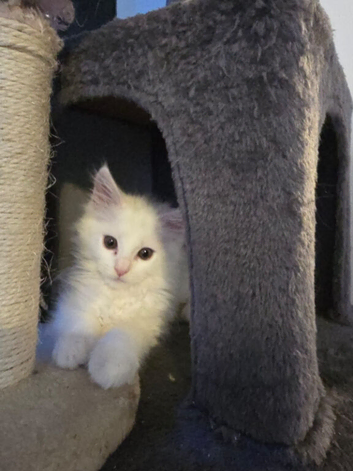 Maincoon kitten