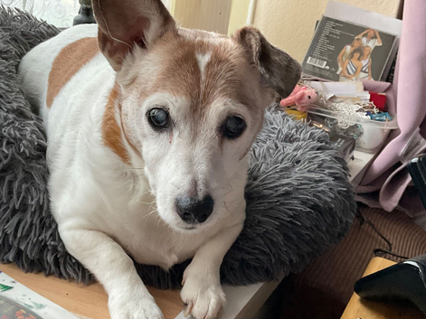 Jack Russell