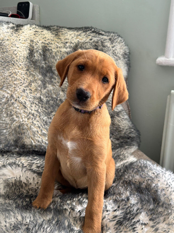 Exceptional Kc registered Labrador puppies 8 weeks