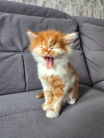 Ginger fluffy boy