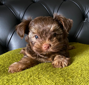 Stunning litter of Chocolate Yorkshire Terriers.