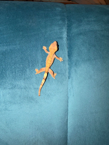 baby crested gecko ready