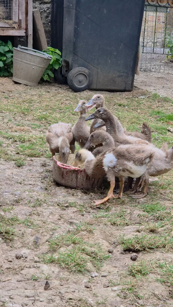 mixed breed juvenile Ducks