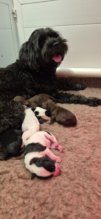 Australian Labradoodle puppies - health tested
