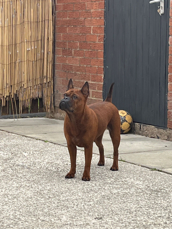 Rare Chongqing dog 4 years needs perfect home