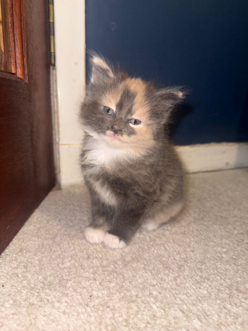 Female kittens