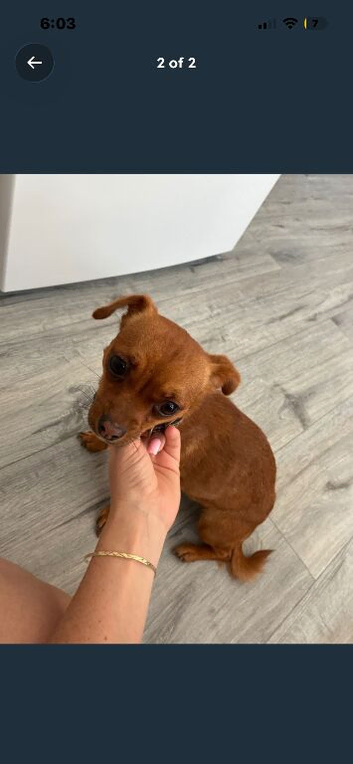 Miniature jack russell