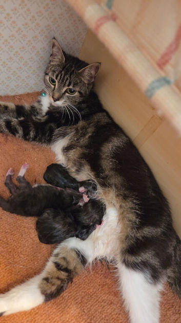 Mum and kitten