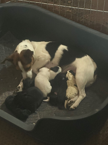 Stunning jackrussel puppies