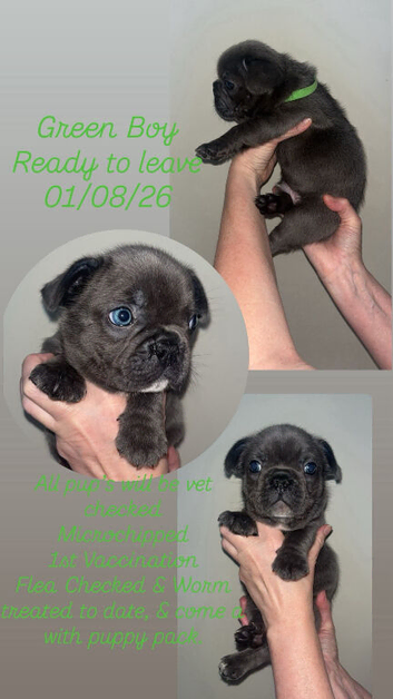 2 Beautiful Male French Bulldog Puppies Remaining