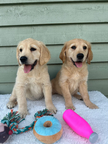 Golden Retriever Puppies 10 WEEKS OLD