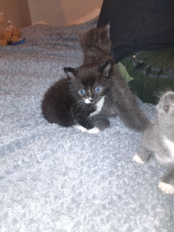 3 beautiful kittens