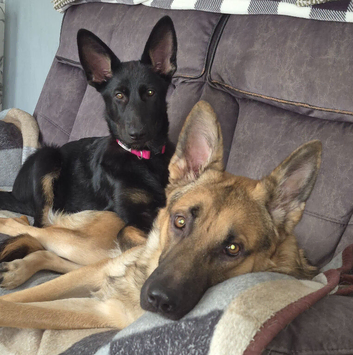 Female German shepherd