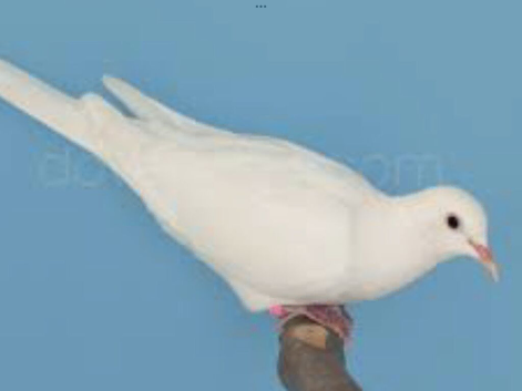 This year's Barbary doves and one white Java.