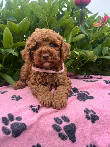 Stunning Cavapoochon