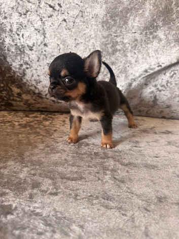 XXS chihuahua kc reg half Thai male