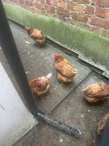 Chicken 18 Months old