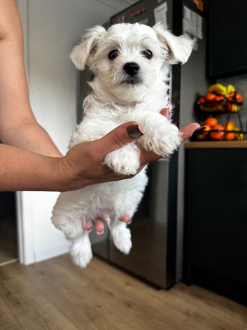 Maltese x Bichon Puppies - 4 Boys Available