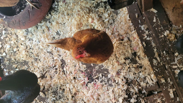 4 chickens/hens