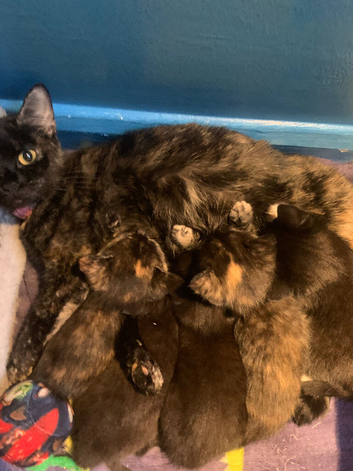 2 female kittens