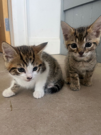 4 beautiful tabby kittens