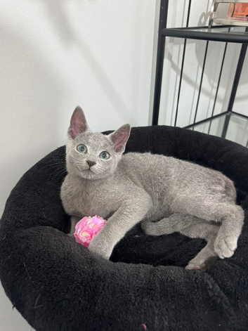 Loving, cuddly pedigree Russian Blue