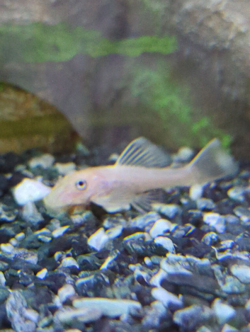 L144 Lemon Blue Eye Plecos &ndash; &pound;5 Each