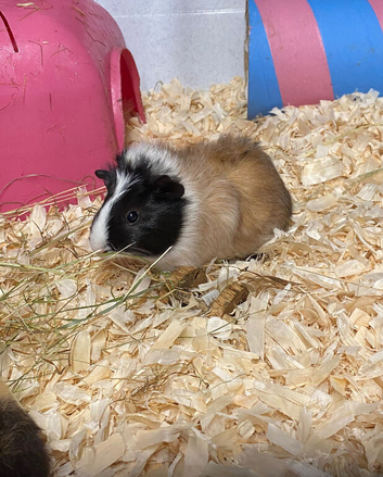 Young Guineapigs