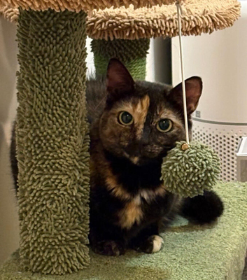 Missing Shorthair Tortie